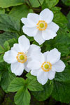 Anemone White Windflower